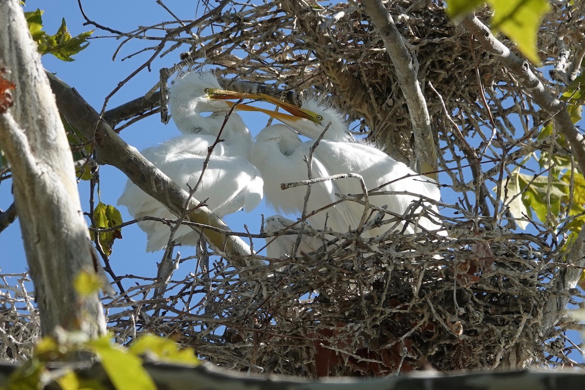 Great Egret - ML621892272