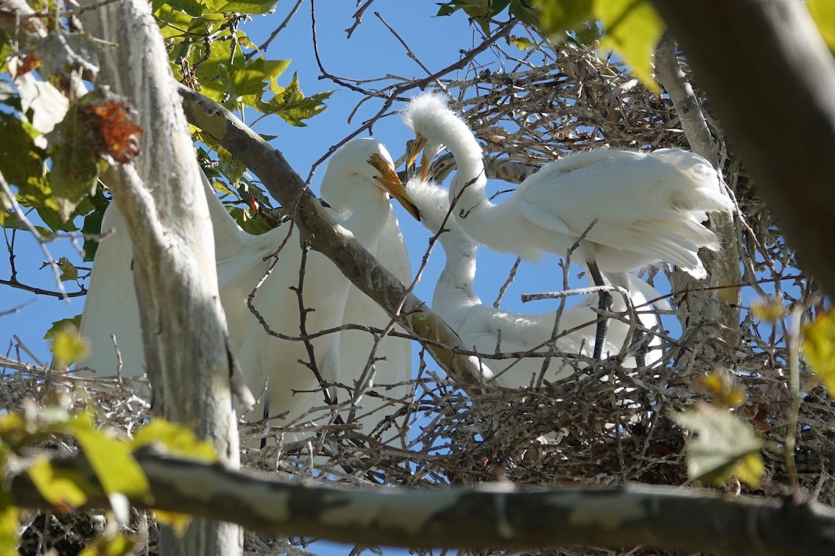 Great Egret - ML621892273