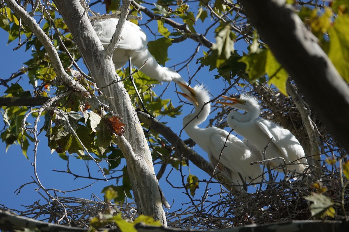 Great Egret - ML621892274