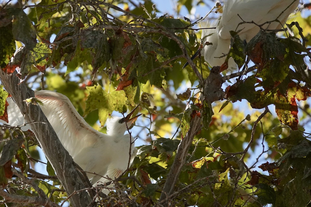 Great Egret - ML621892275