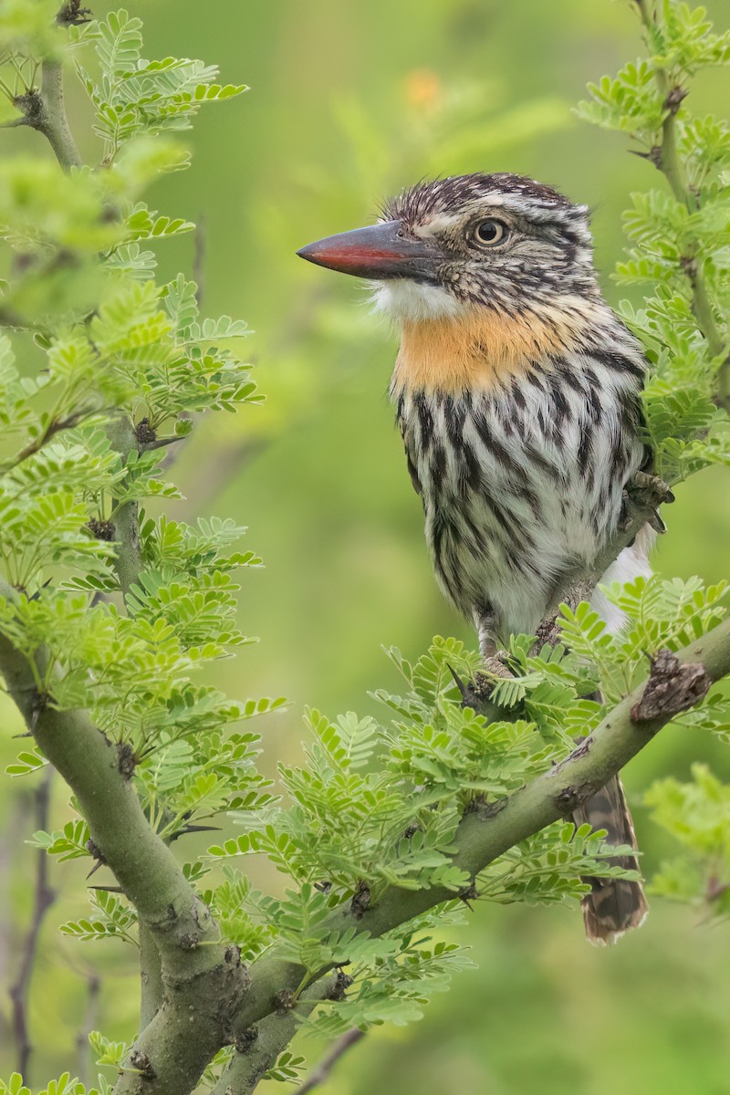Spot-backed Puffbird (Chaco) - Dubi Shapiro
