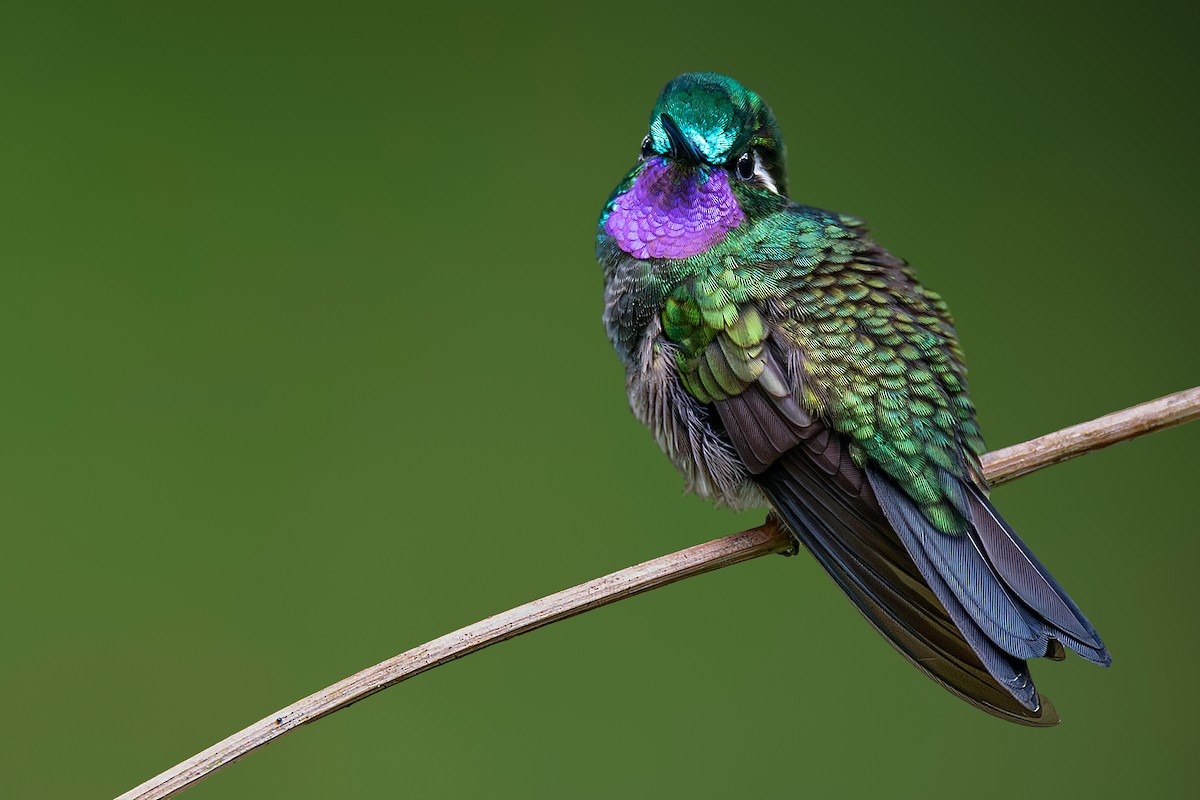 Purple-throated Mountain-gem - ML621892400