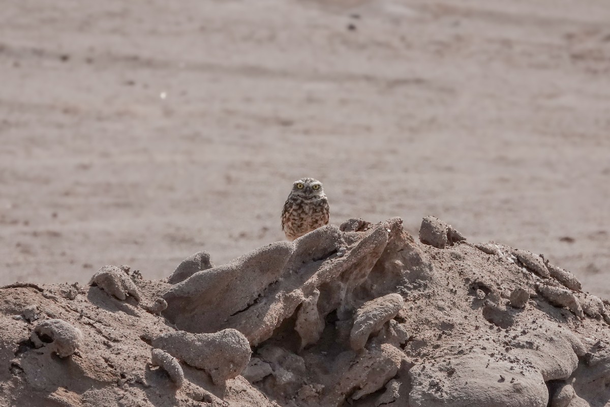 Burrowing Owl - ML621892539