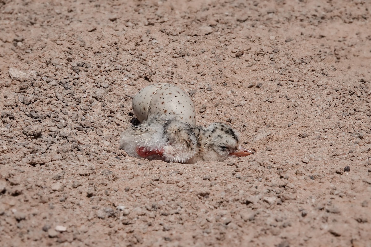 Peruvian Tern - ML621892540