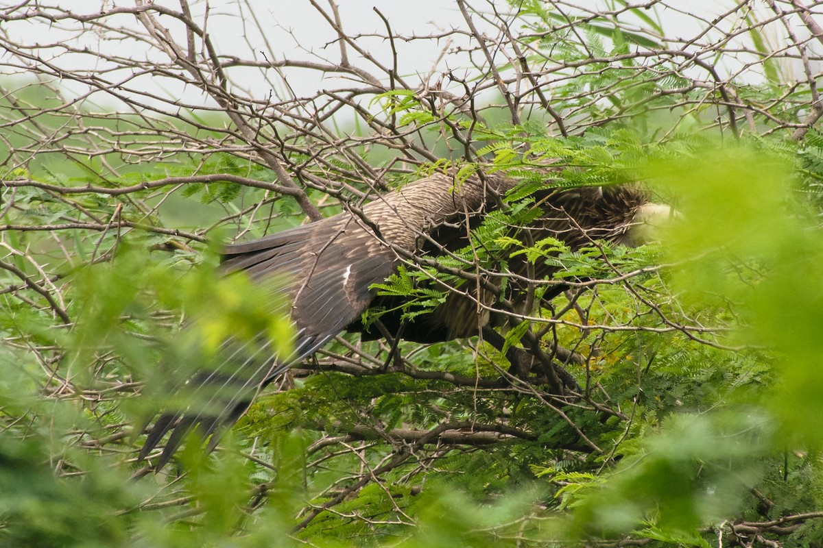 Indian Vulture - ML621892542