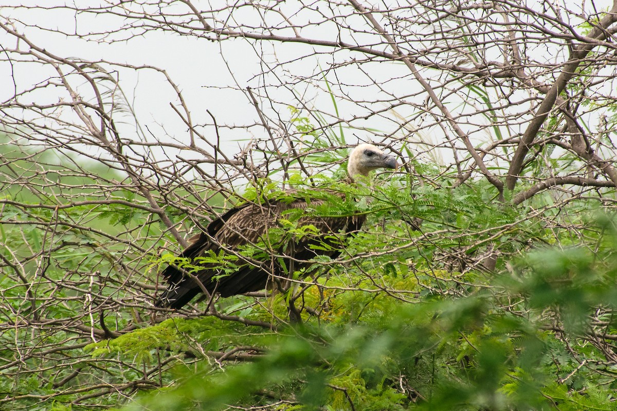 Indian Vulture - ML621892543