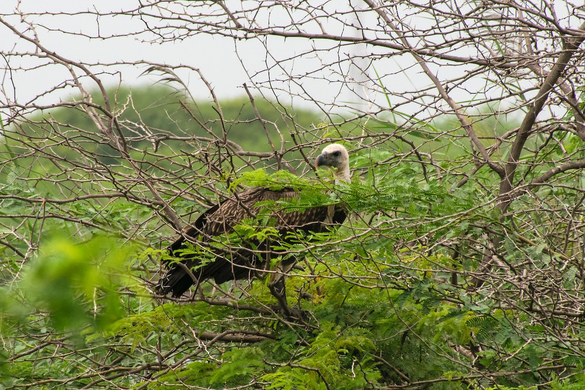 Indian Vulture - ML621892544