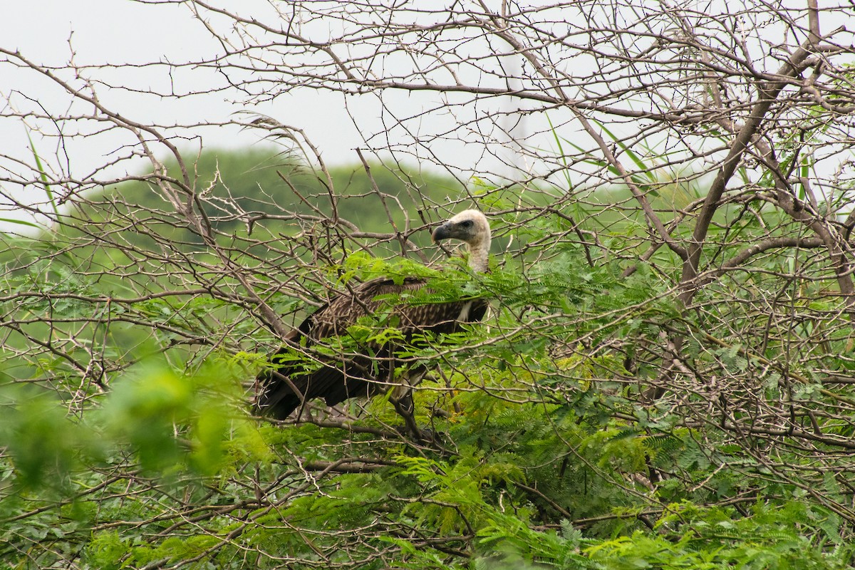 Indian Vulture - ML621892546