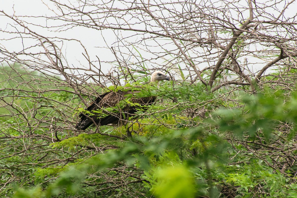 Indian Vulture - ML621892547