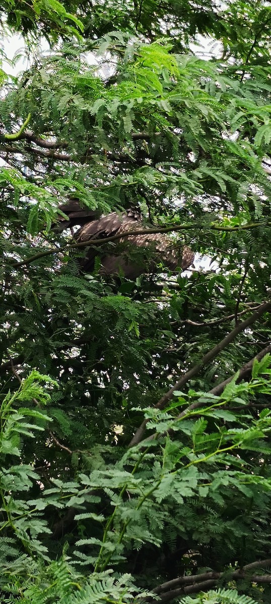 Indian Vulture - ML621892626