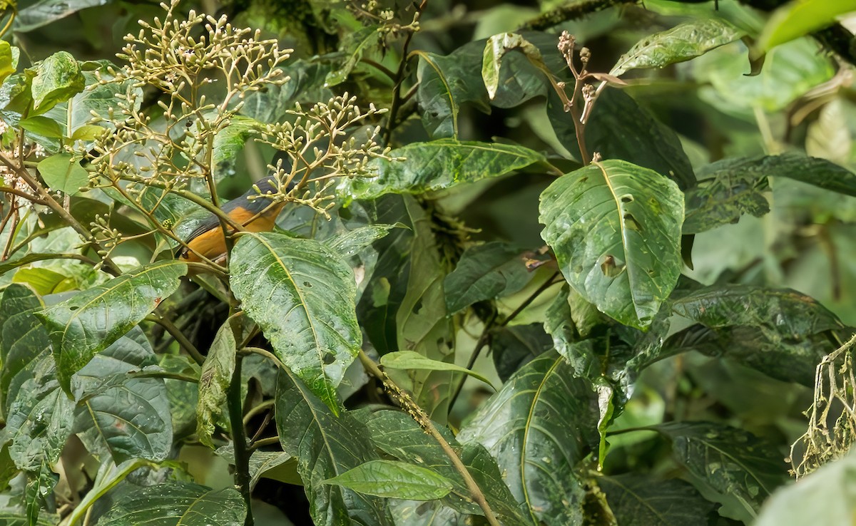 Rufous-crested Tanager - ML621892746