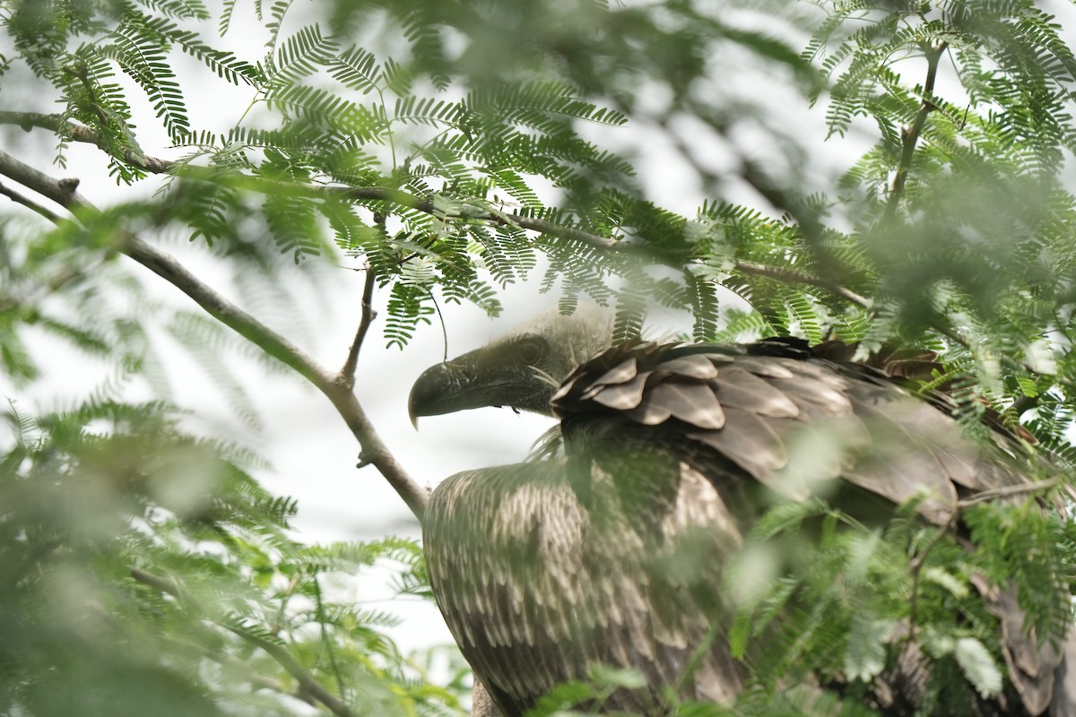 Indian Vulture - ML621892776