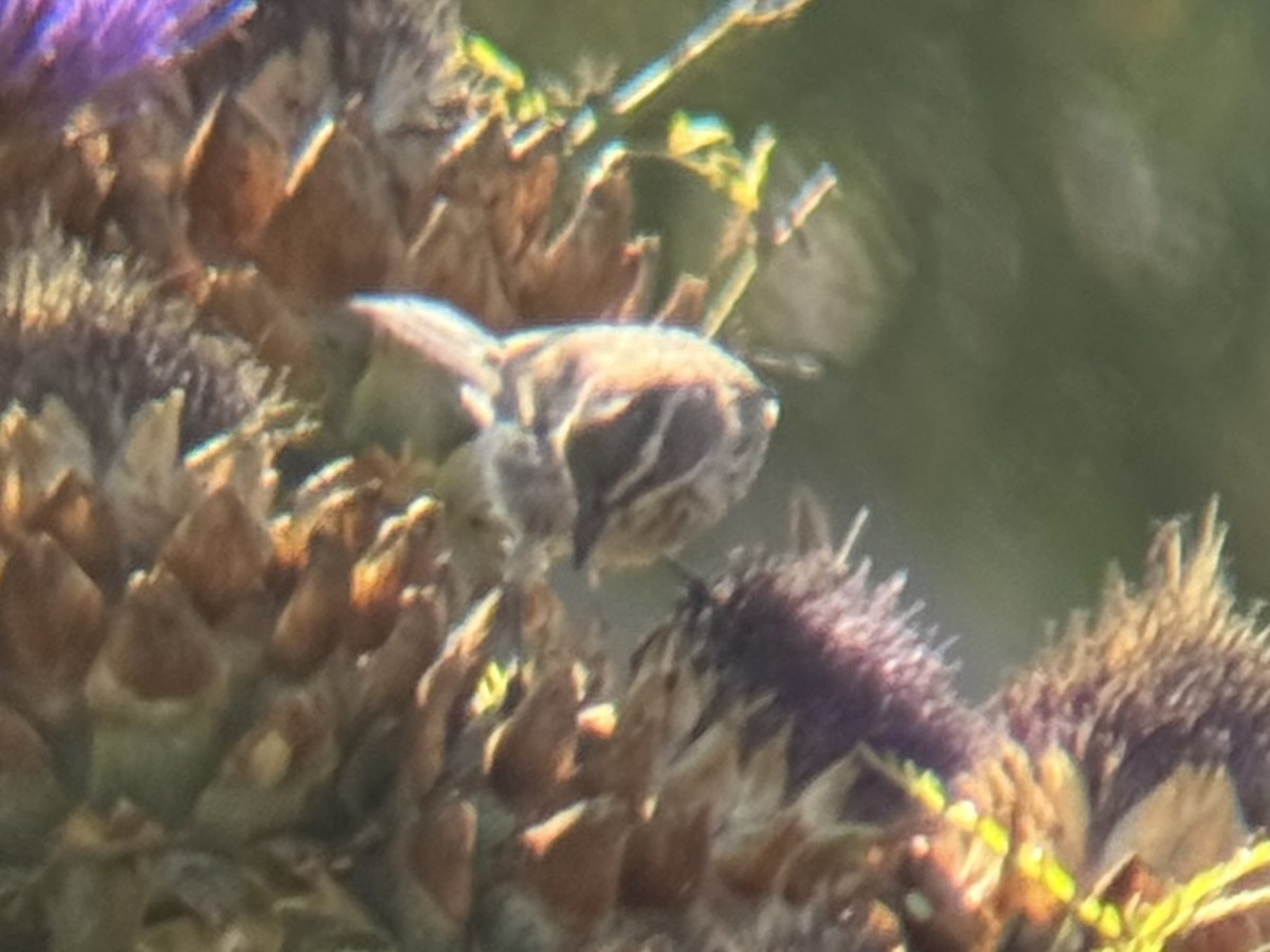 Black-throated Sparrow - ML621892791