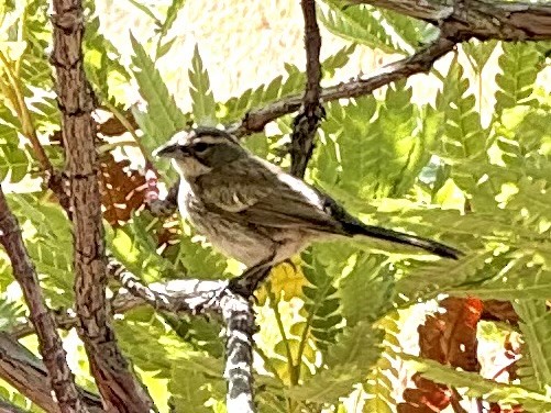 Black-throated Sparrow - ML621892792