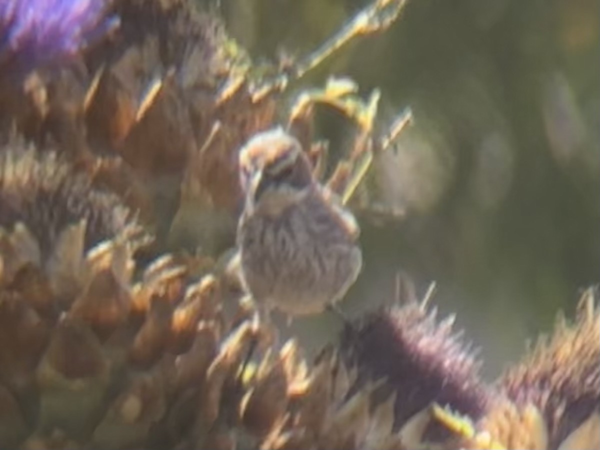 Black-throated Sparrow - ML621892793