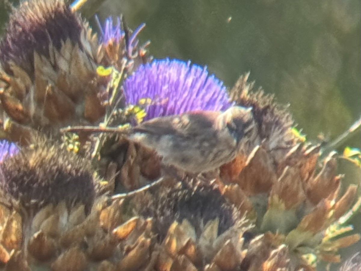 Black-throated Sparrow - ML621892794