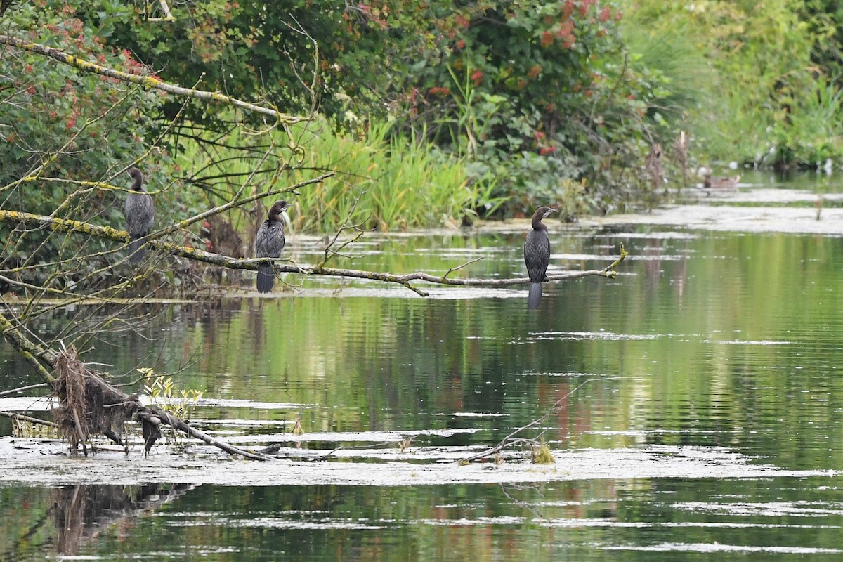 Pygmy Cormorant - ML621892797