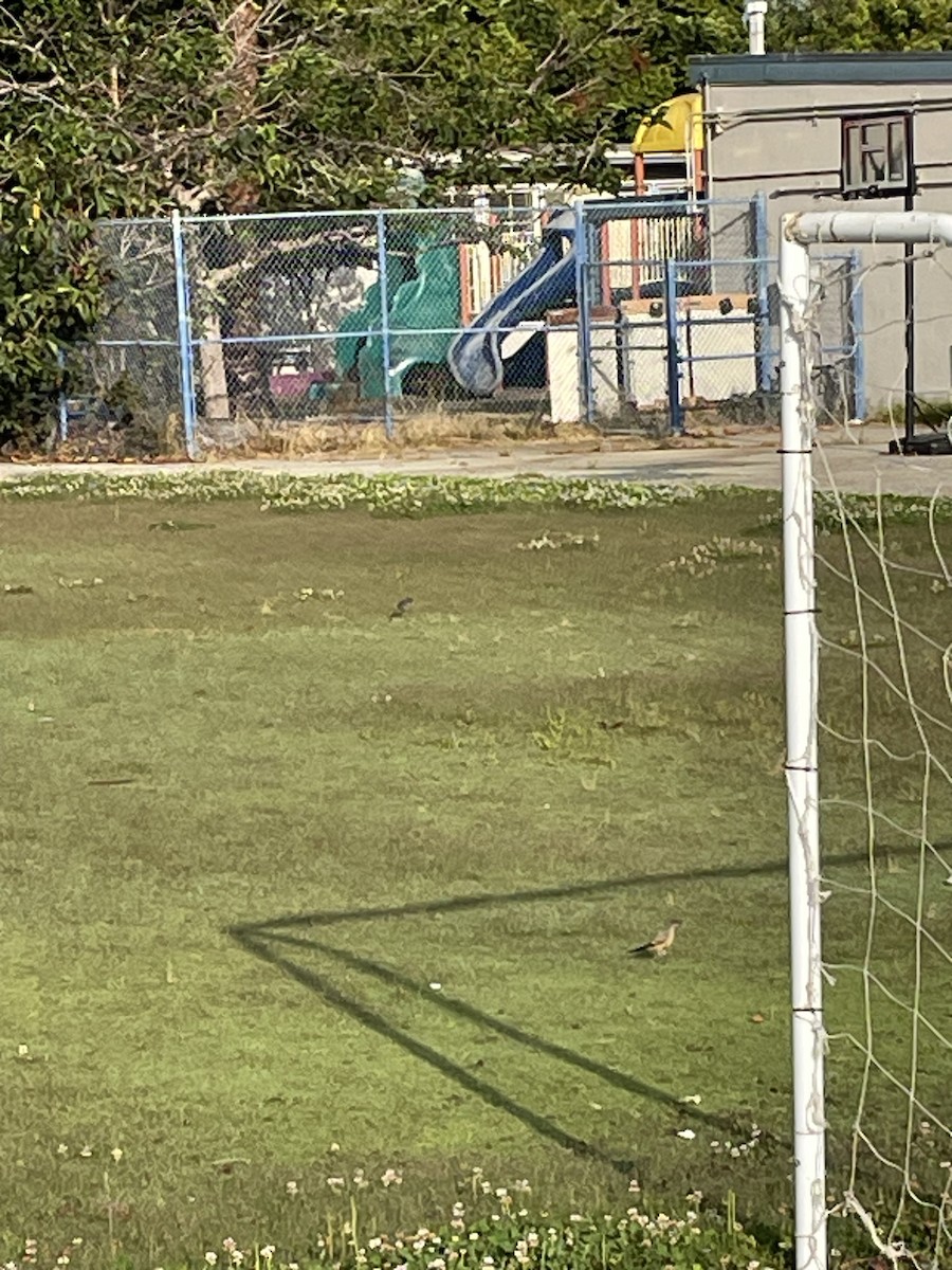 Say's Phoebe - ML621892836