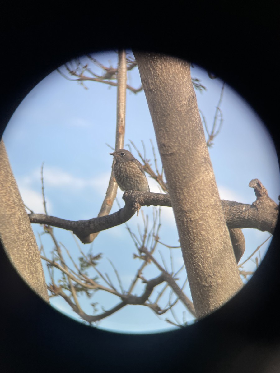 Western Bluebird - ML621892849