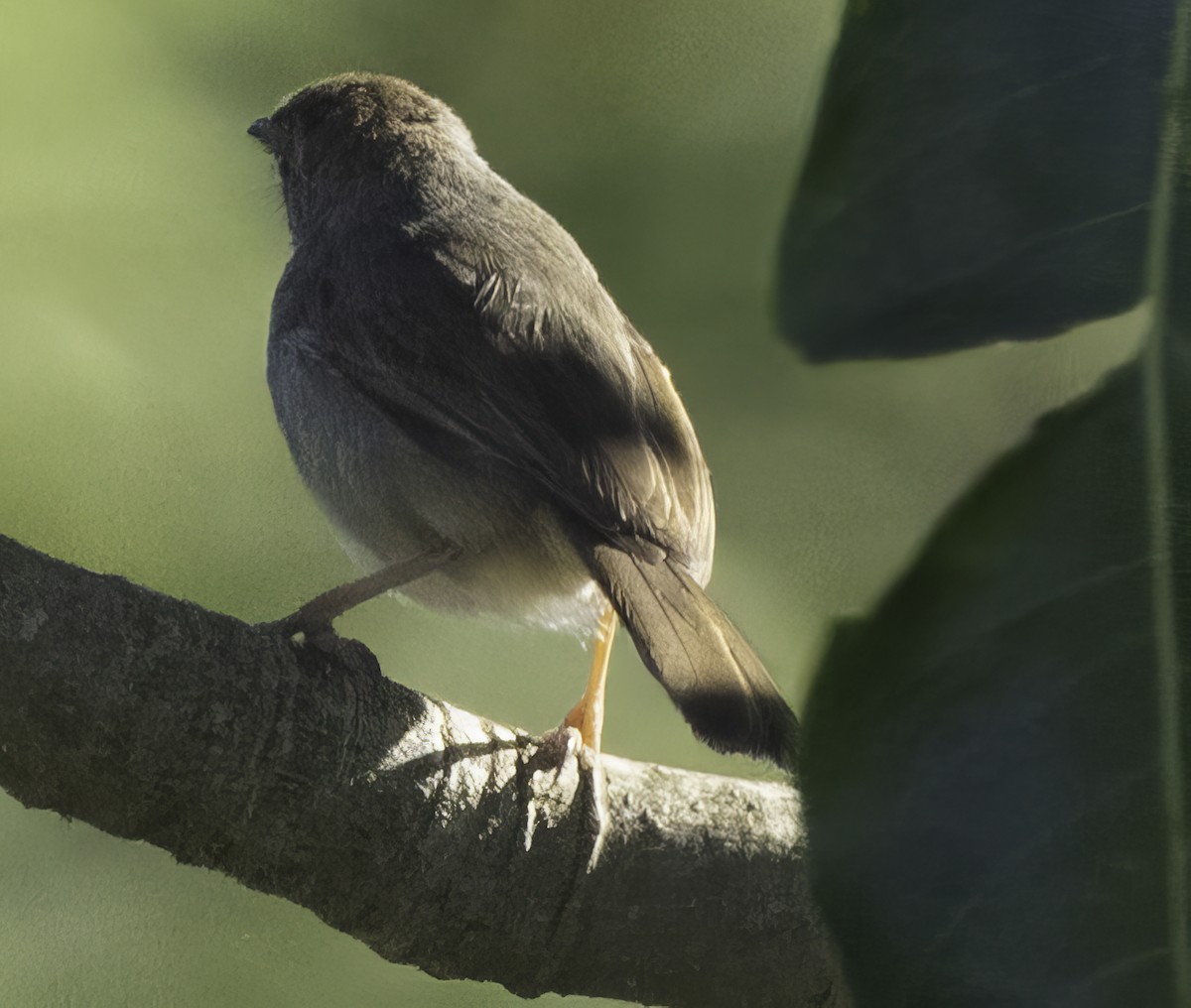 Singing Cisticola - ML621892896