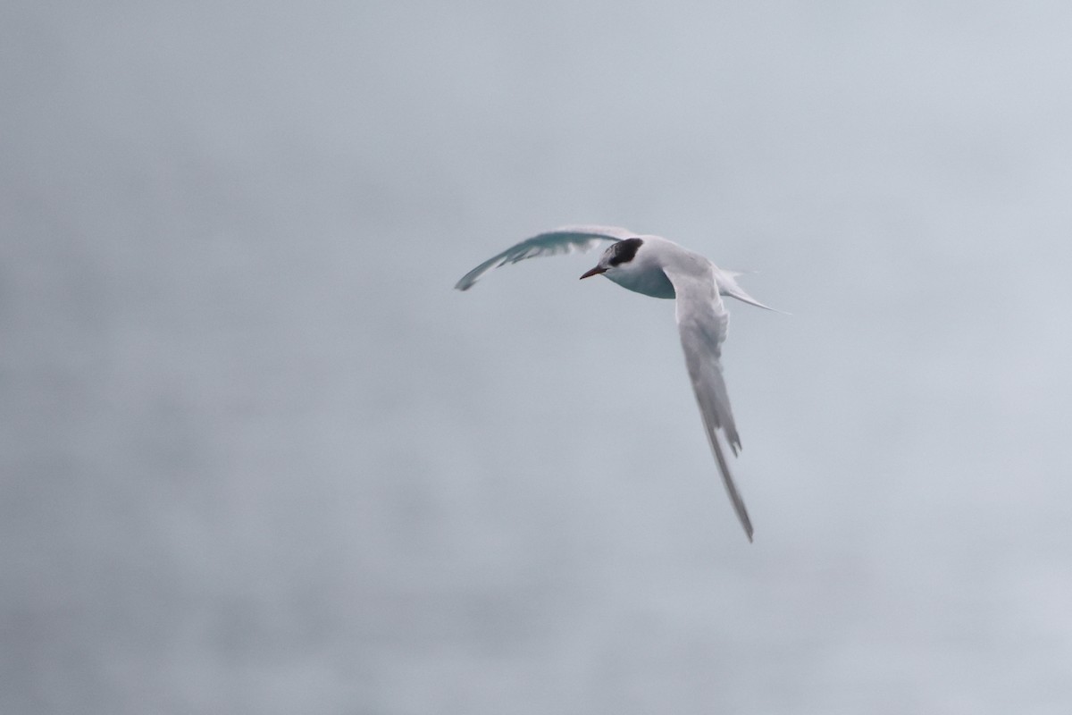 Antarctic Tern (South Georgia) - ML621892923