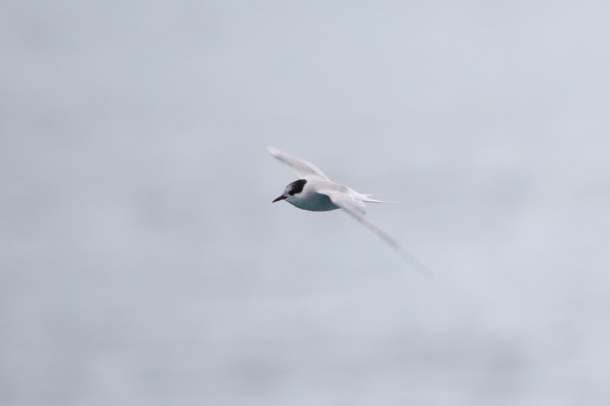 Antarctic Tern (South Georgia) - ML621892924