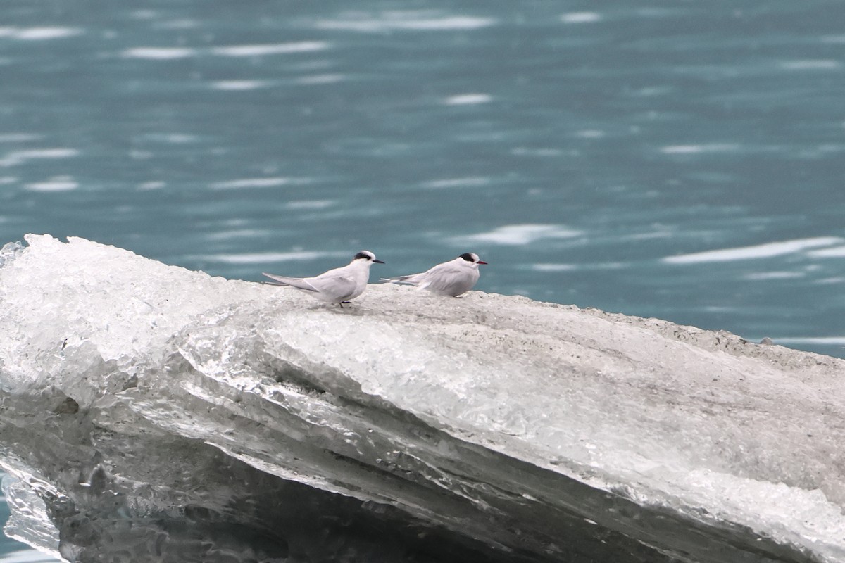 Antarctic Tern (South Georgia) - ML621892925