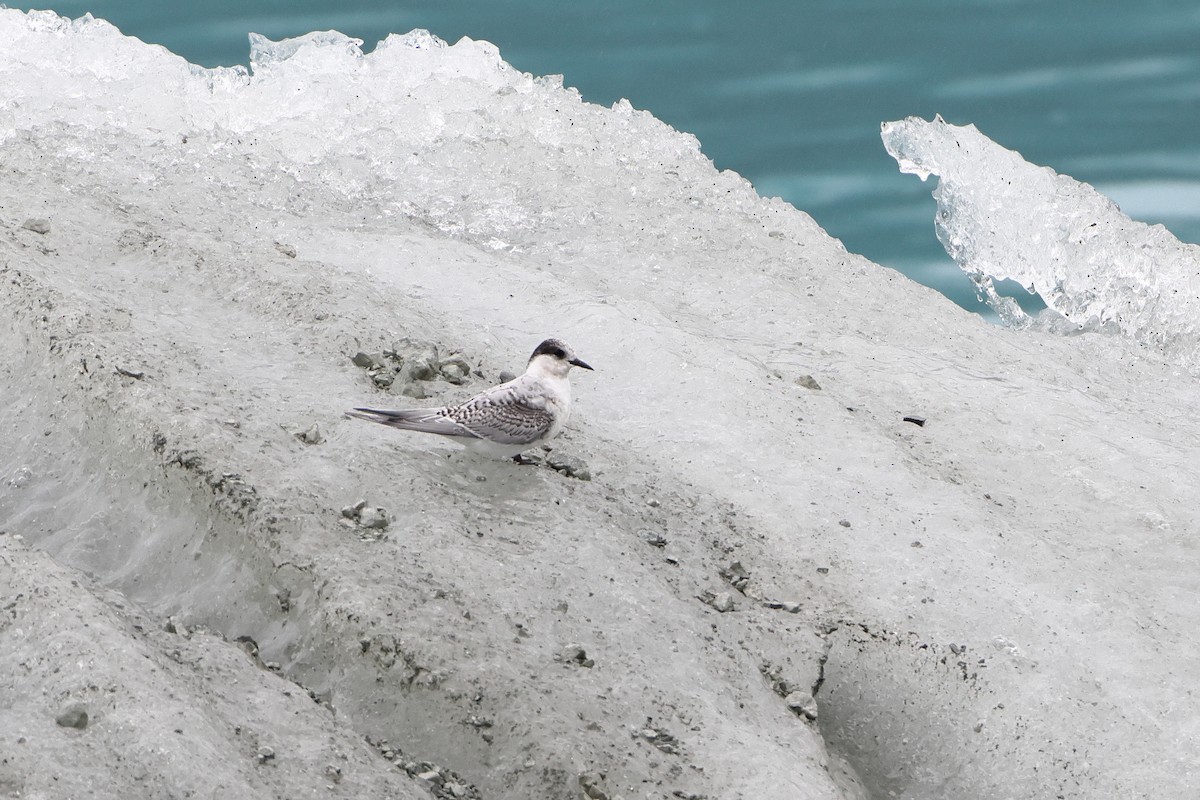 Antarctic Tern (South Georgia) - ML621892926