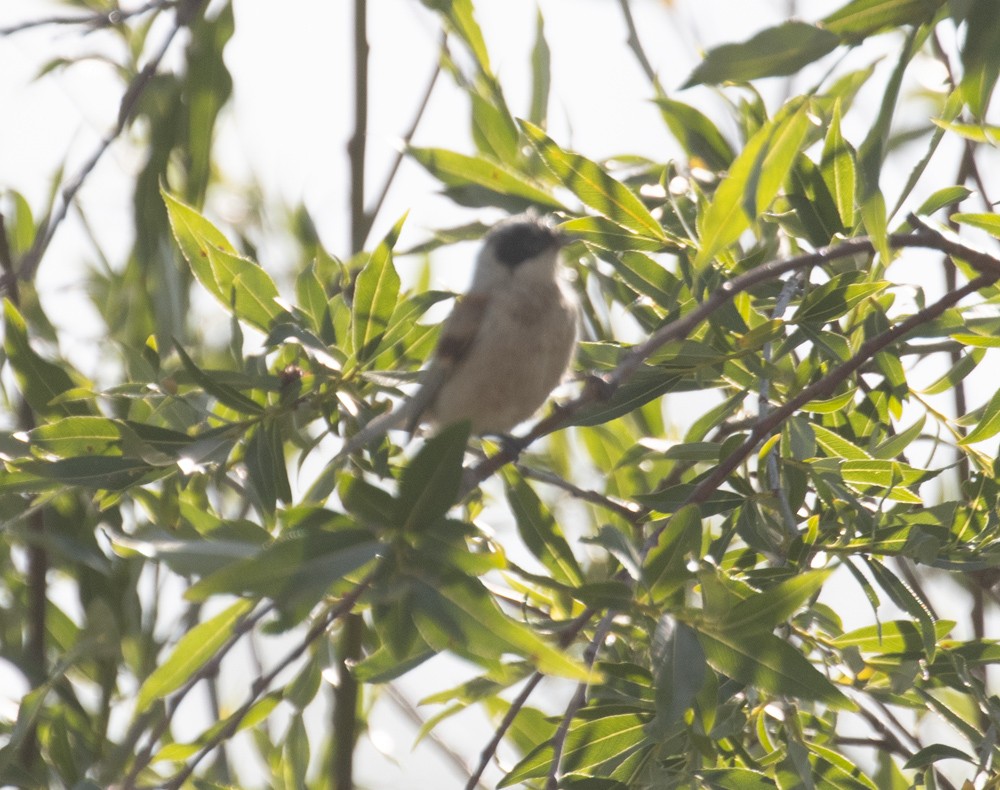 White-crowned Penduline-Tit - Lindy Fung