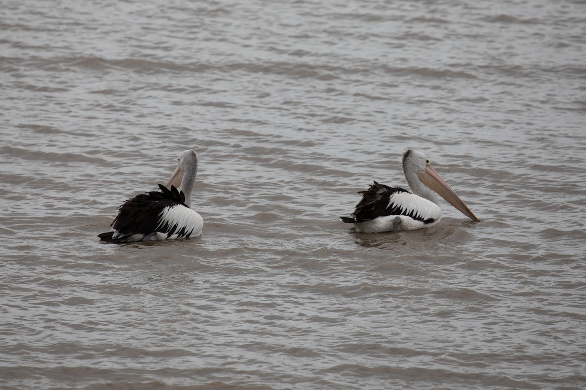 Australian Pelican - ML621893043