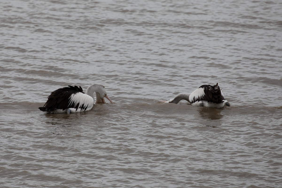 Australian Pelican - ML621893044