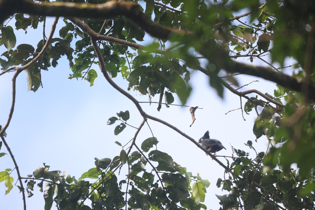 Long-crested Myna - ML621893070