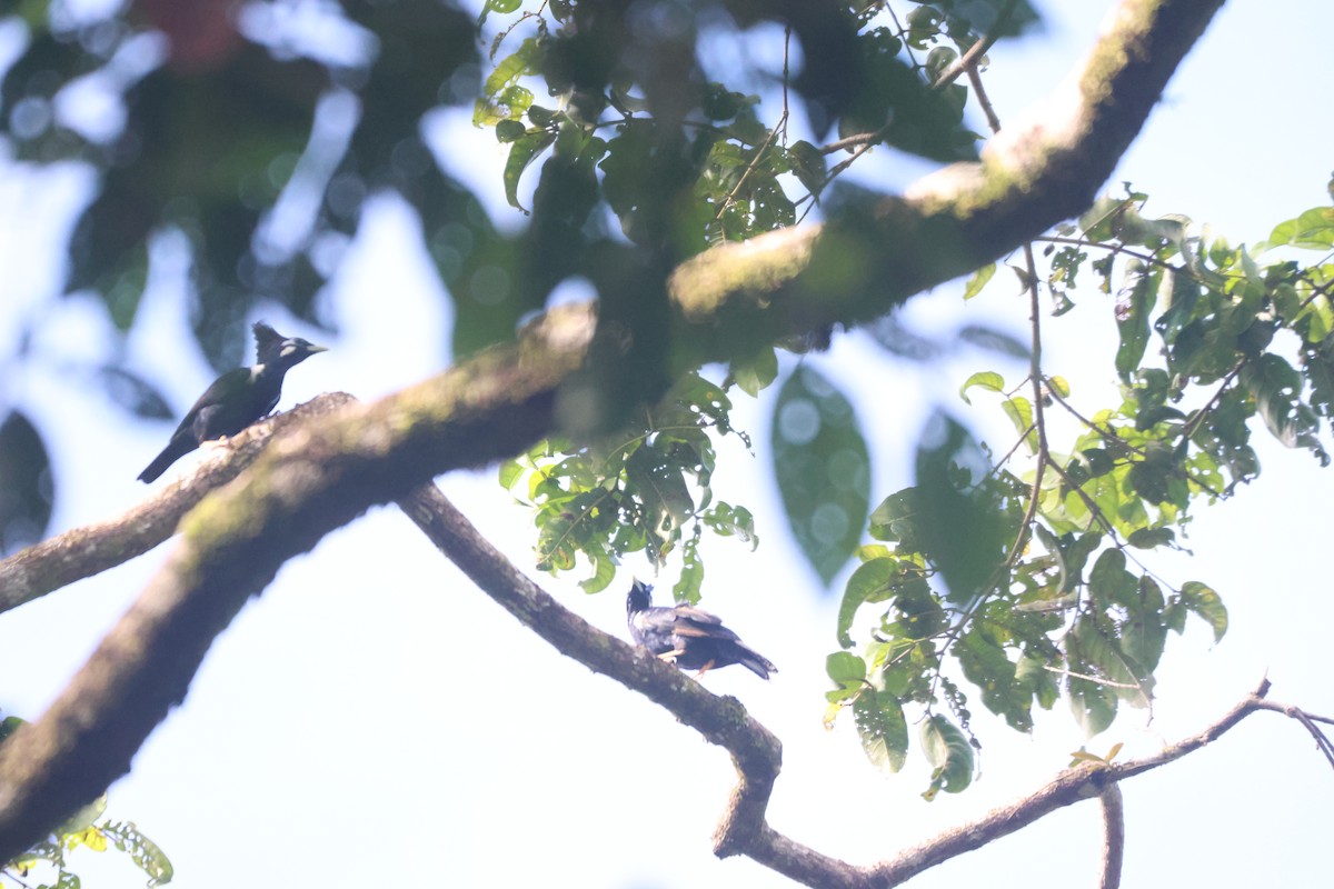 Long-crested Myna - ML621893071