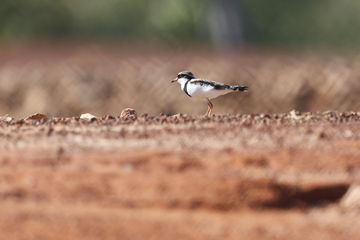 Black-fronted Dotterel - ML621893096