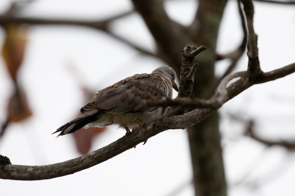 Spotted Dove - ML621893112