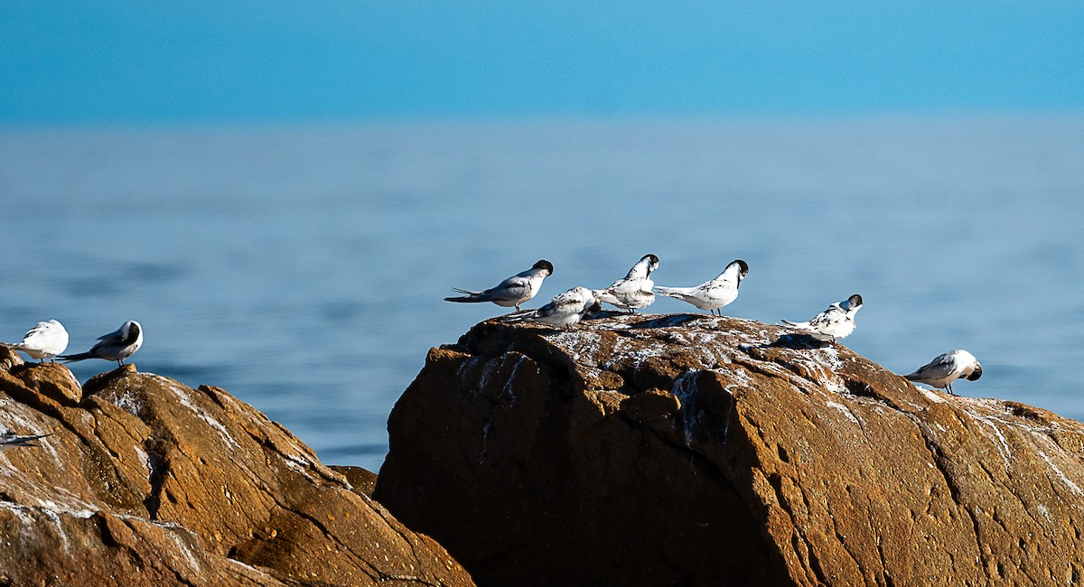 White-fronted Tern - ML621893113