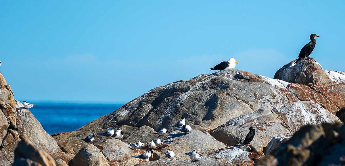 White-fronted Tern - ML621893114