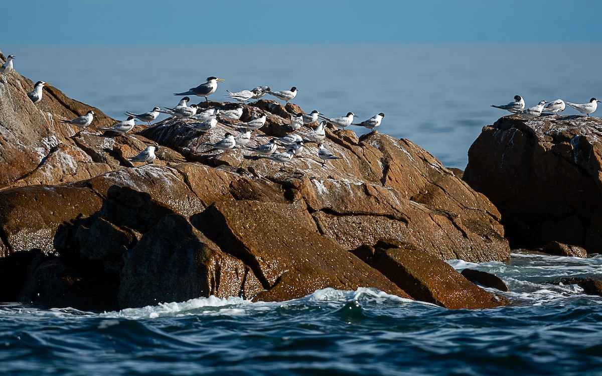 White-fronted Tern - ML621893115