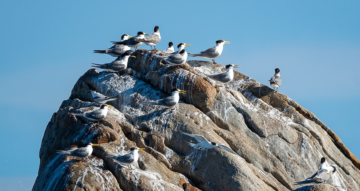 White-fronted Tern - ML621893116