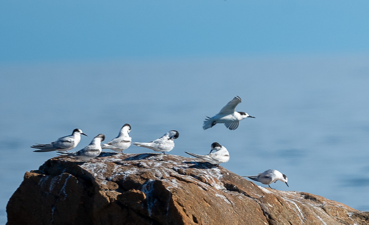 White-fronted Tern - ML621893117