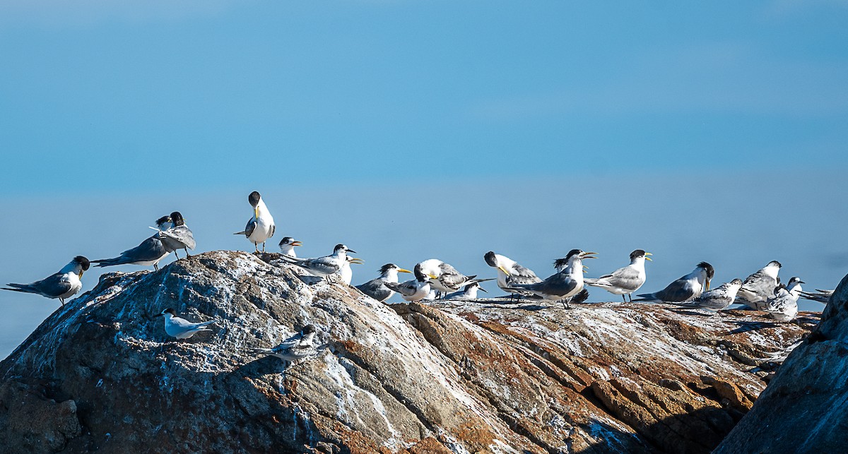 White-fronted Tern - ML621893118