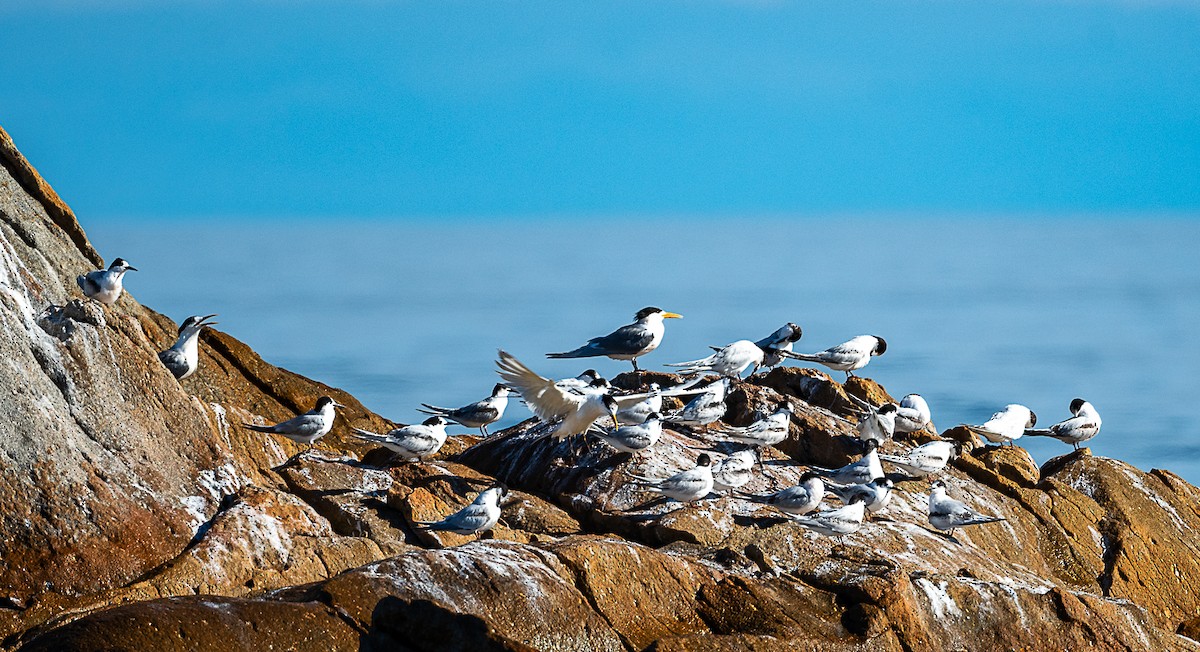White-fronted Tern - ML621893119