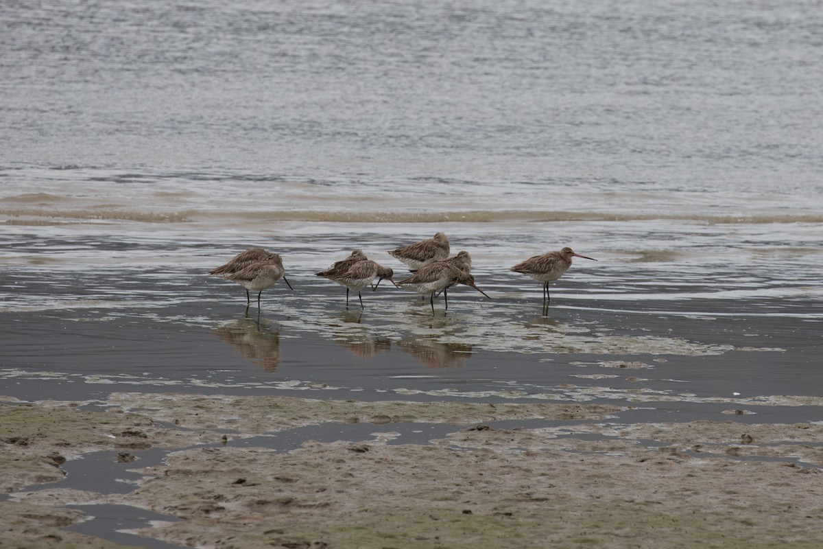 Bar-tailed Godwit - ML621893131