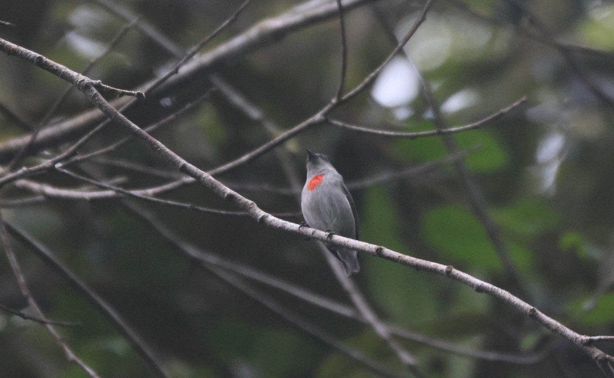 Ashy Flowerpecker - ML621893132