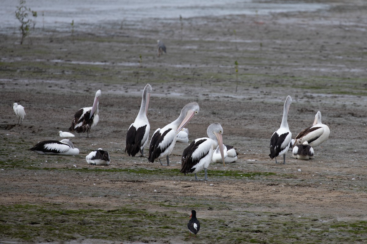 Australian Pelican - ML621893134