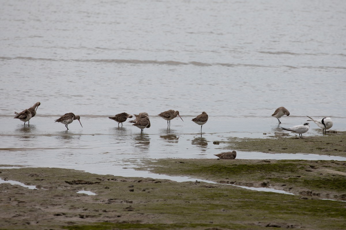 Bar-tailed Godwit - ML621893135