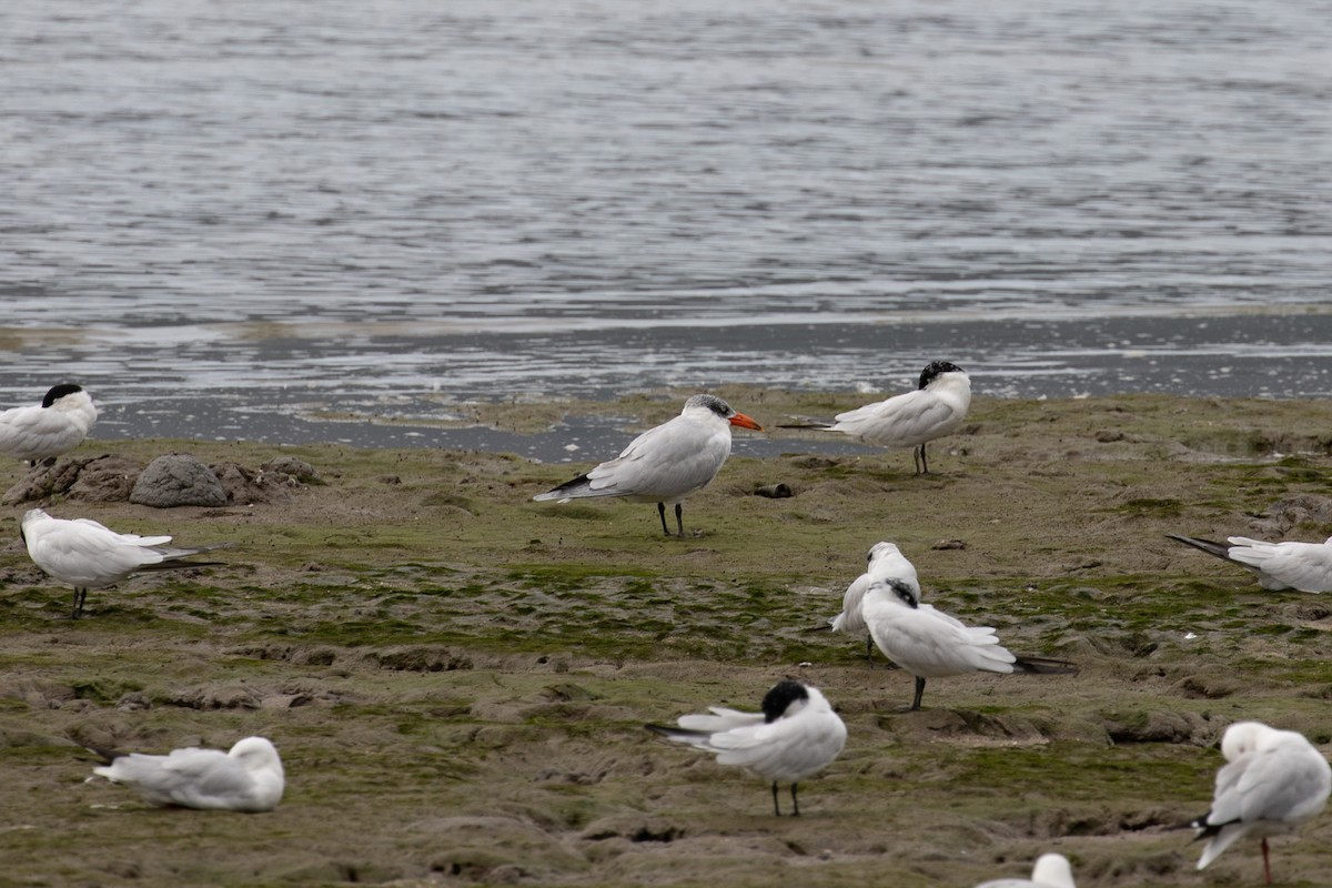 Caspian Tern - ML621893151