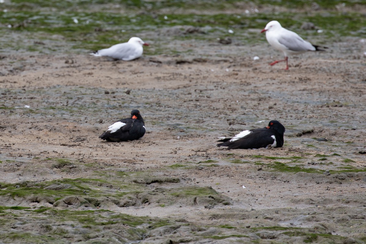 Pied Oystercatcher - ML621893153
