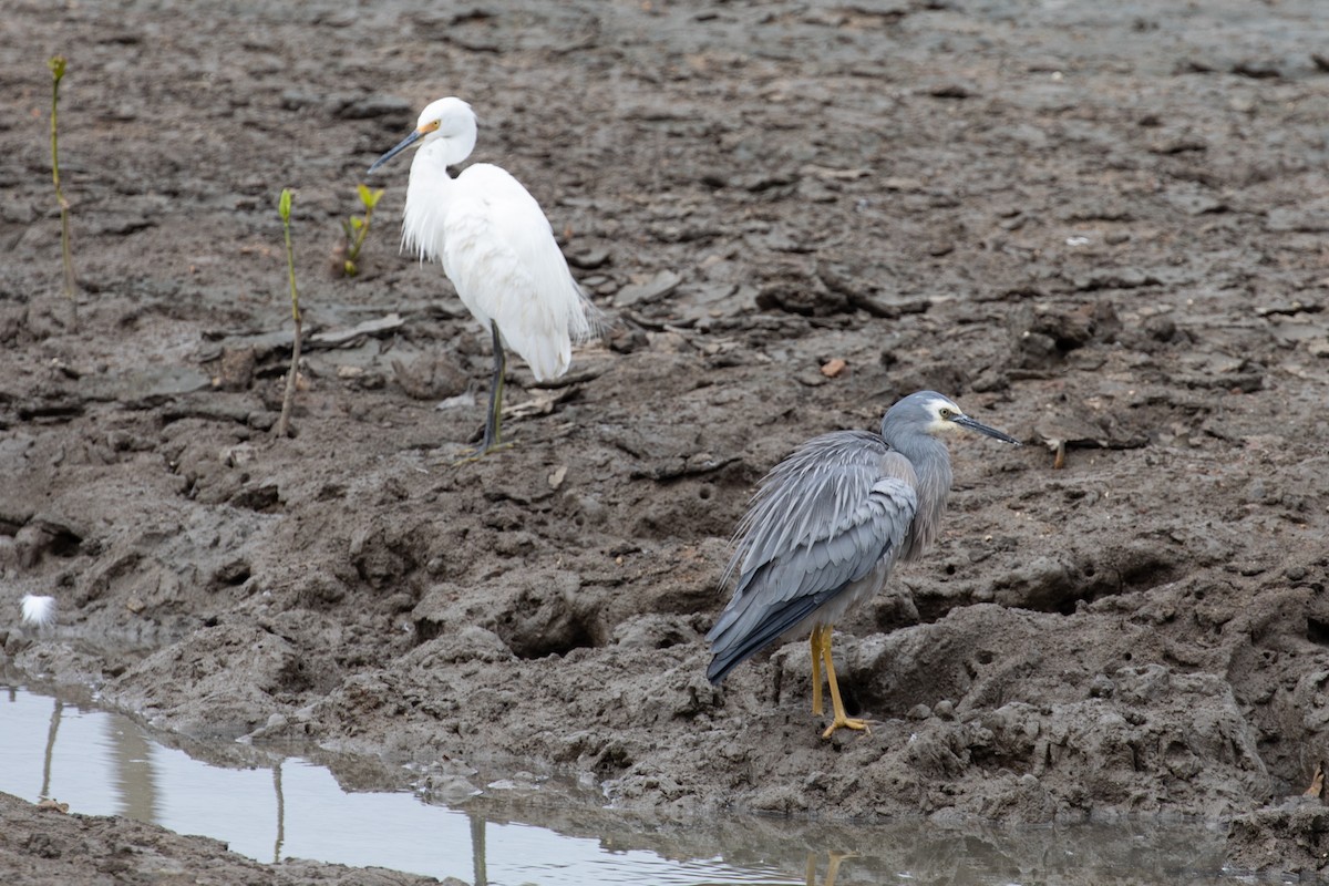 White-faced Heron - Ethan Linck