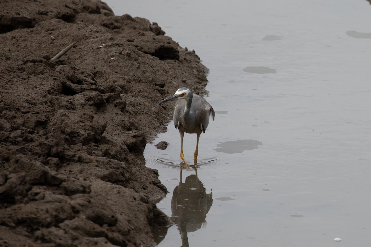 White-faced Heron - Ethan Linck